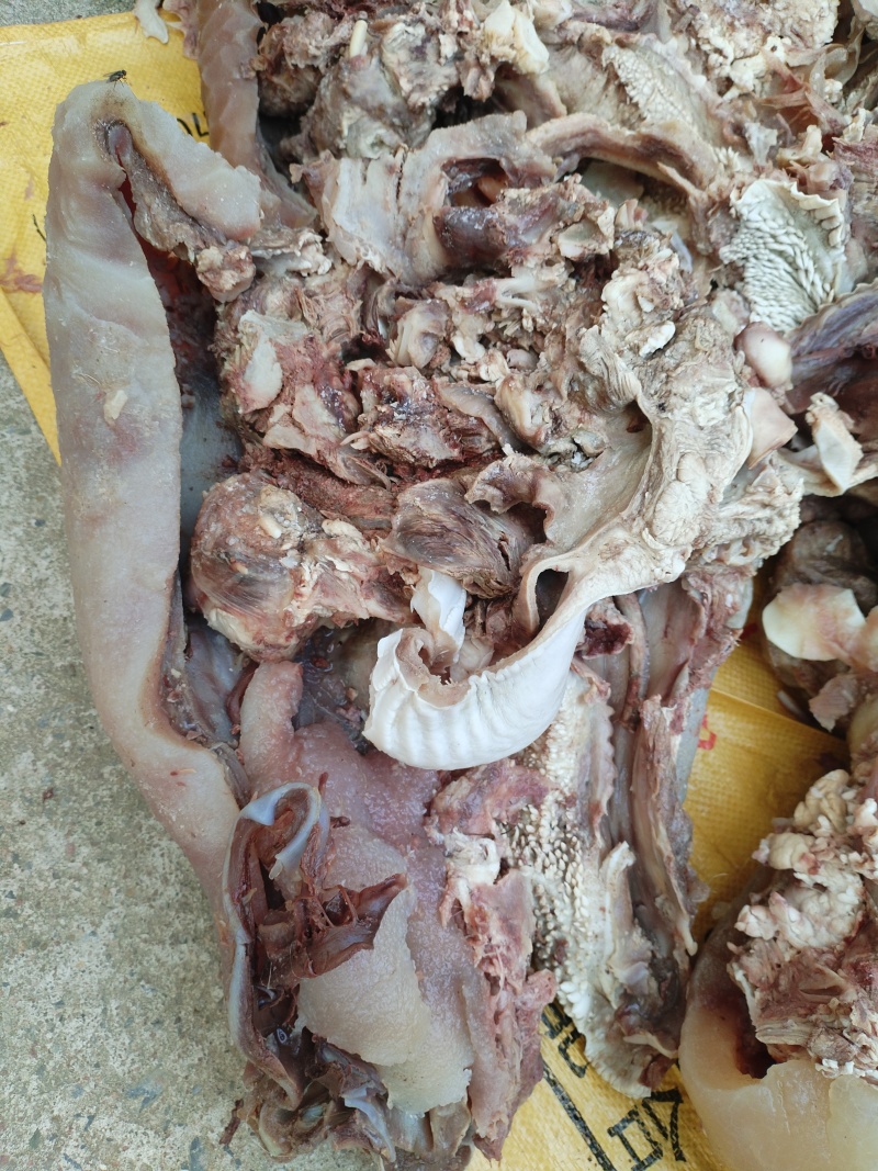 牛头肉清真牛头肉，全熟牛头肉，50斤起发货！水采毛