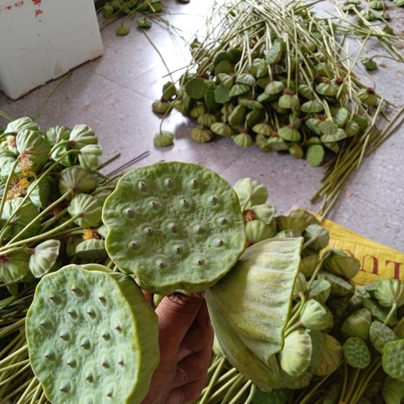 新鲜莲蓬带籽长杆自制干花花束装饰个性20朵