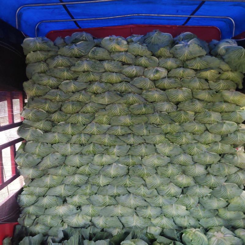 河南开封精品包菜，京丰一号，大量供应，质量好，价格低