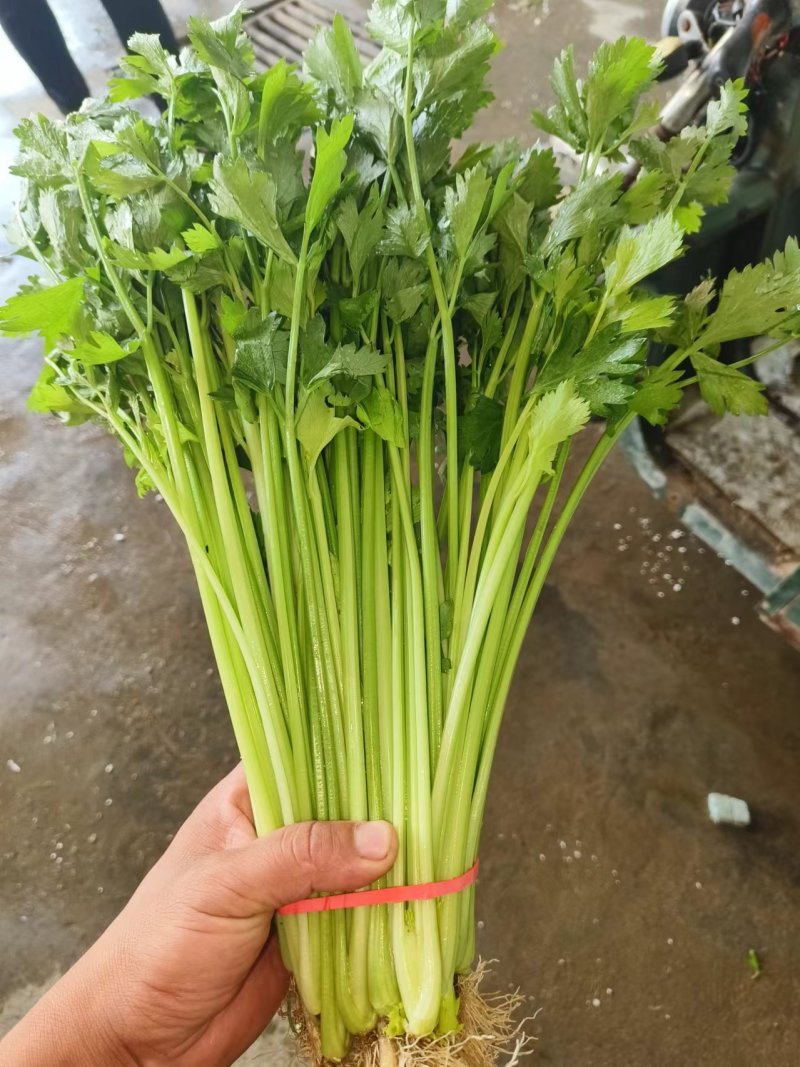 热卖香芹，大量供应，山东聊城常年不断货全国发货