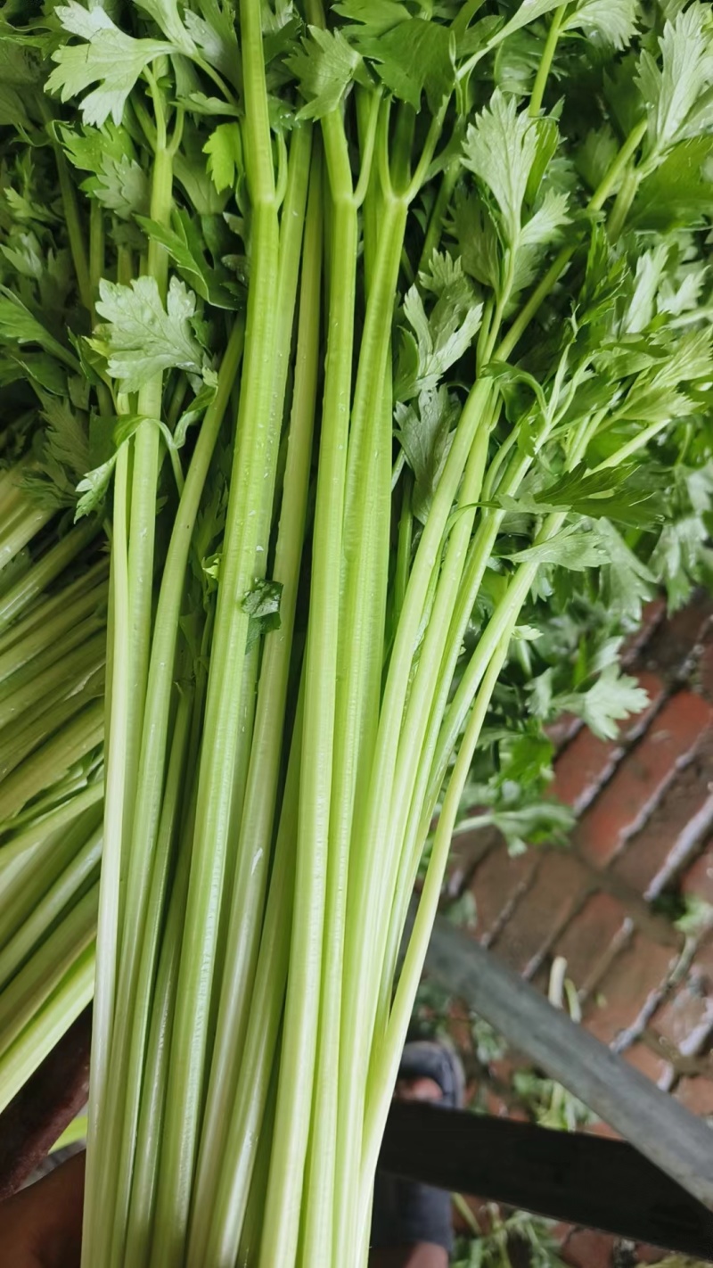 热卖香芹，大量供应，山东聊城常年不断货全国发货