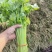 热卖香芹，大量供应，山东聊城常年不断货全国发货