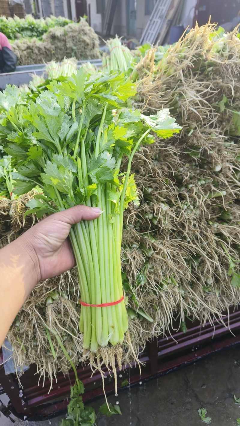热卖香芹，大量供应，山东聊城常年不断货全国发货