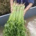 热卖香芹，大量供应，山东聊城常年不断货全国发货