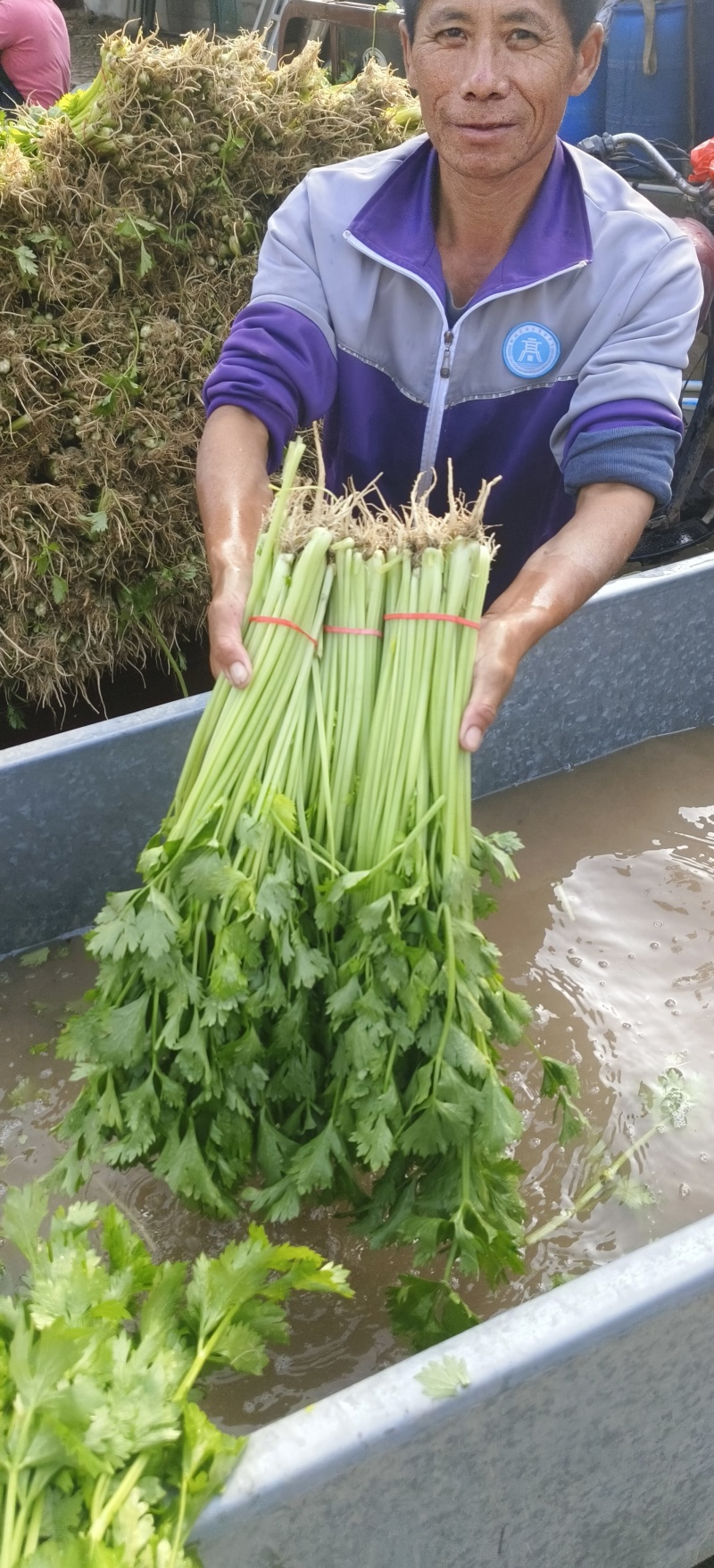 热卖香芹，大量供应，山东聊城常年不断货全国发货