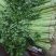 热卖香芹，大量供应，山东聊城常年不断货全国发货
