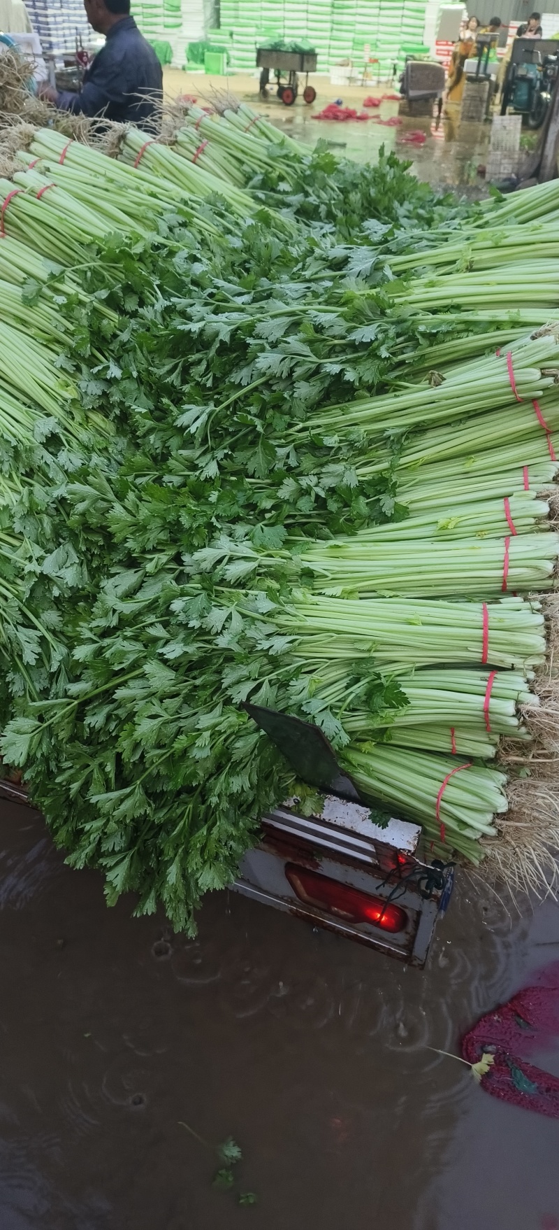 热卖香芹，大量供应，山东聊城常年不断货全国发货