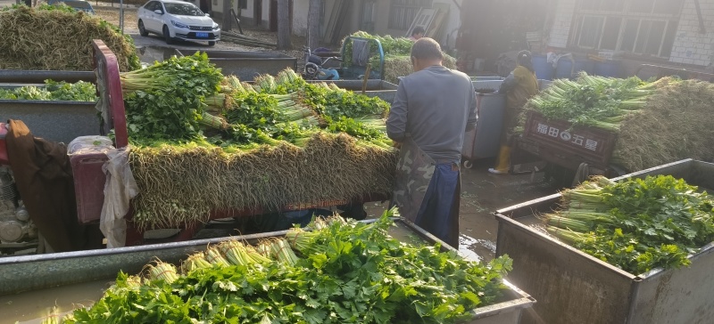 热卖香芹，大量供应，山东聊城常年不断货全国发货
