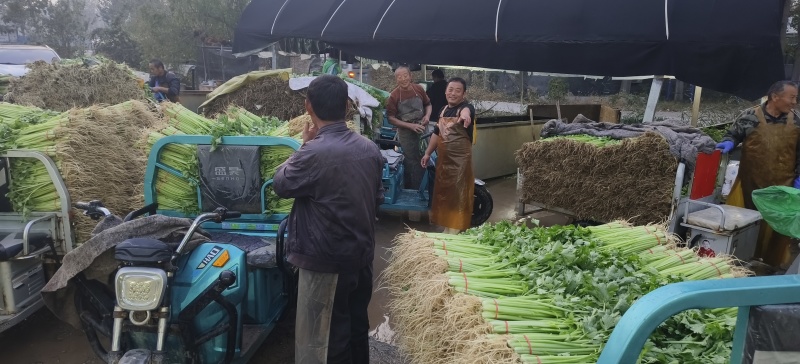 热卖香芹，大量供应，山东聊城常年不断货全国发货