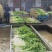 热卖香芹，大量供应，山东聊城常年不断货全国发货