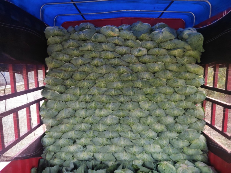 河南开封精品包菜，京丰一号，大量供应，质量好，价格低