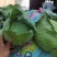 河南开封精品包菜，京丰一号，大量供应，质量好，价格低