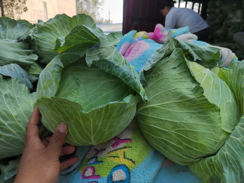 河南开封精品包菜，京丰一号，大量供应，质量好，价格低