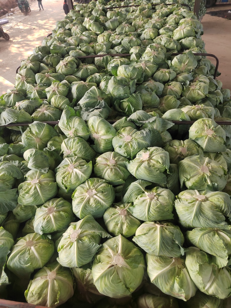 河南开封精品包菜，京丰一号，大量供应，质量好，价格低