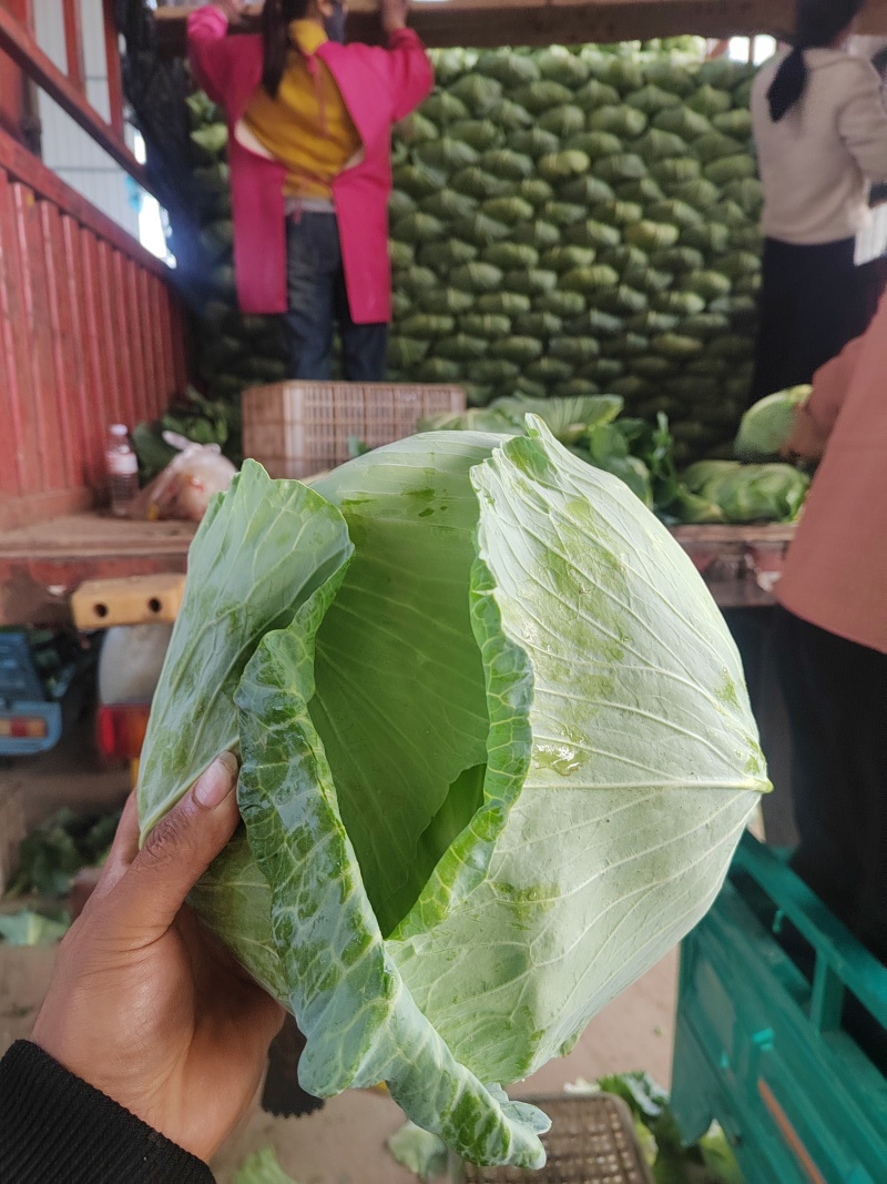 河南开封精品包菜，京丰一号，大量供应，质量好，价格低