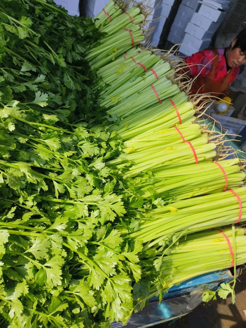 《精选》山东聊城芹菜，全国发货，色泽鲜艳，坏烂包赔。
