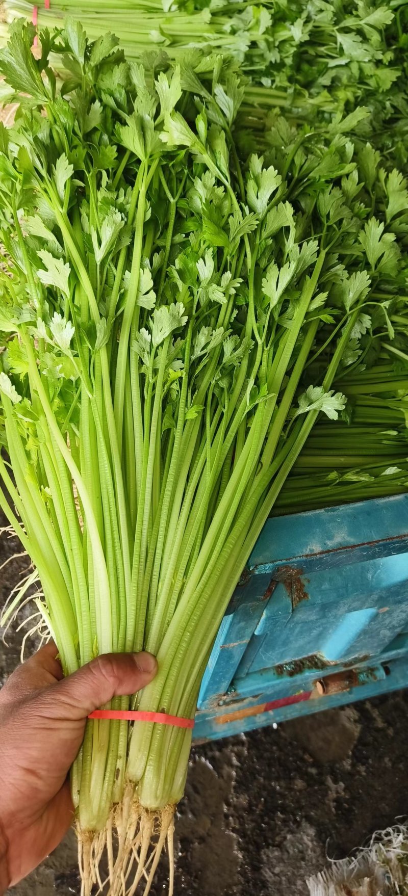 《精选》山东聊城芹菜，全国发货，色泽鲜艳，坏烂包赔。