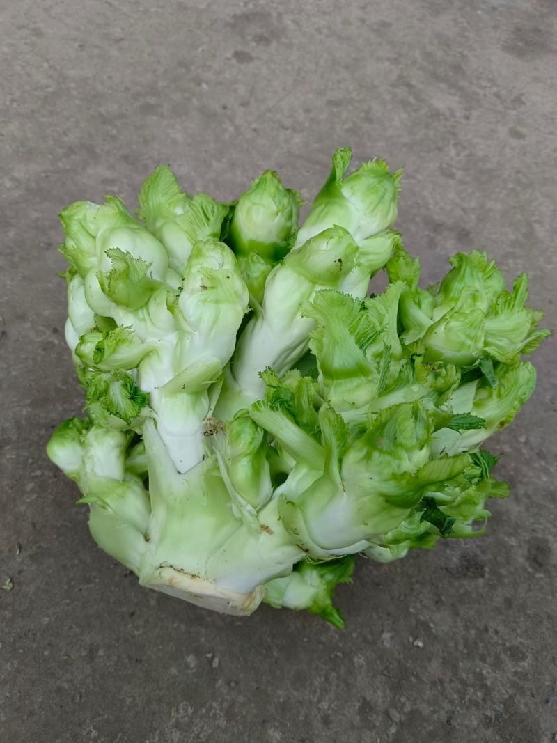儿菜