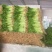 《精选》山东聊城芹菜，全国发货，色泽鲜艳，坏烂包赔。