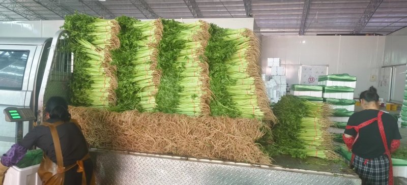 《精选》山东聊城芹菜，全国发货，色泽鲜艳，坏烂包赔。