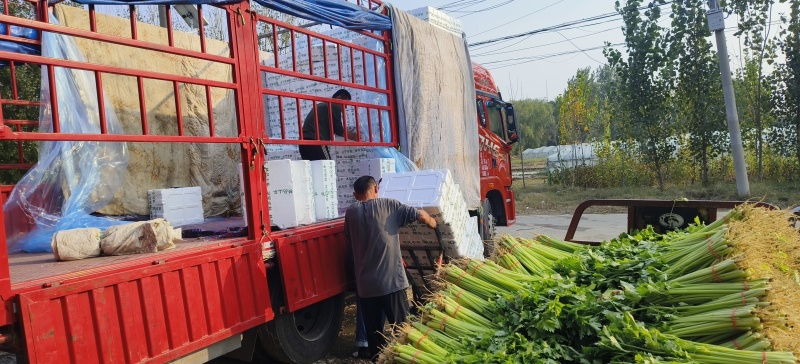 《精选》山东聊城芹菜，全国发货，色泽鲜艳，坏烂包赔。