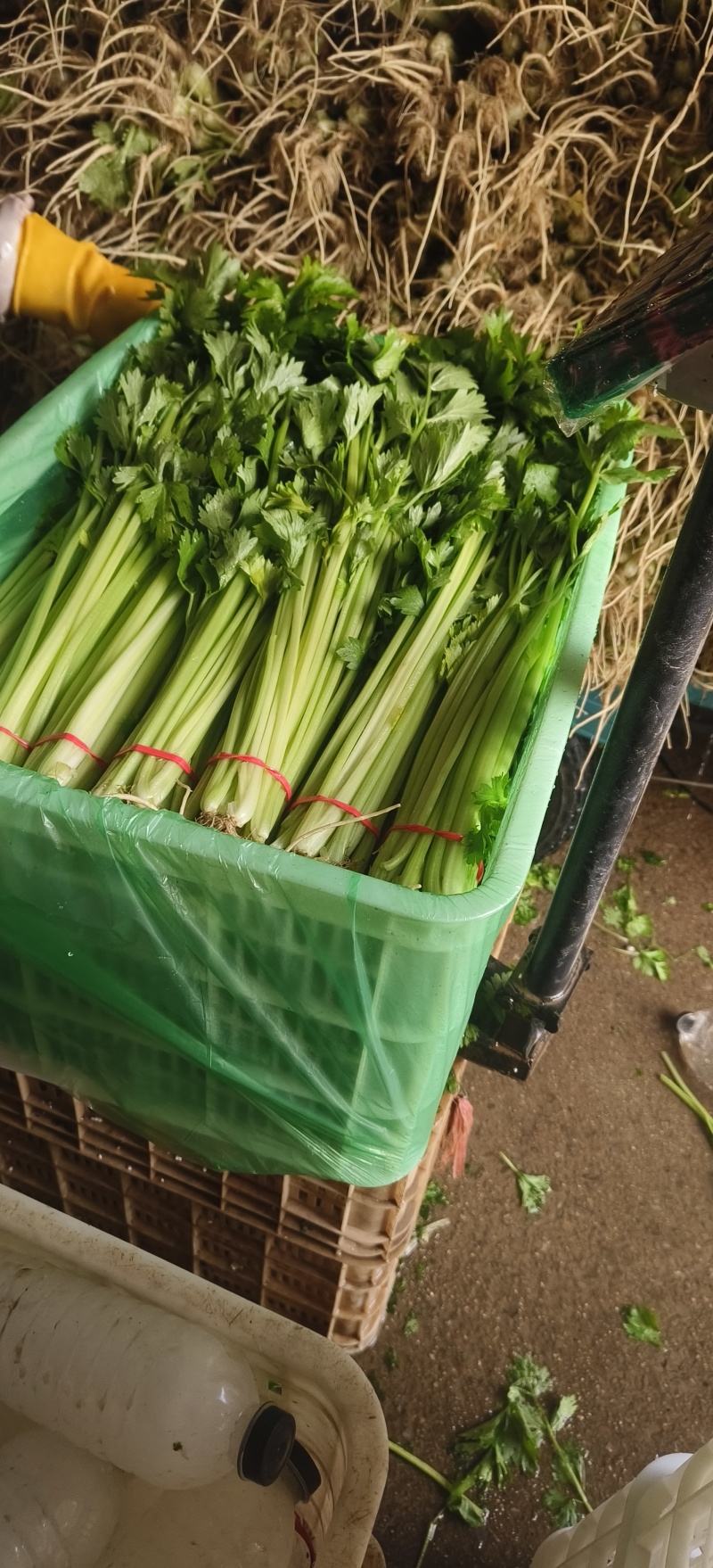 《精选》山东聊城芹菜，全国发货，色泽鲜艳，坏烂包赔。