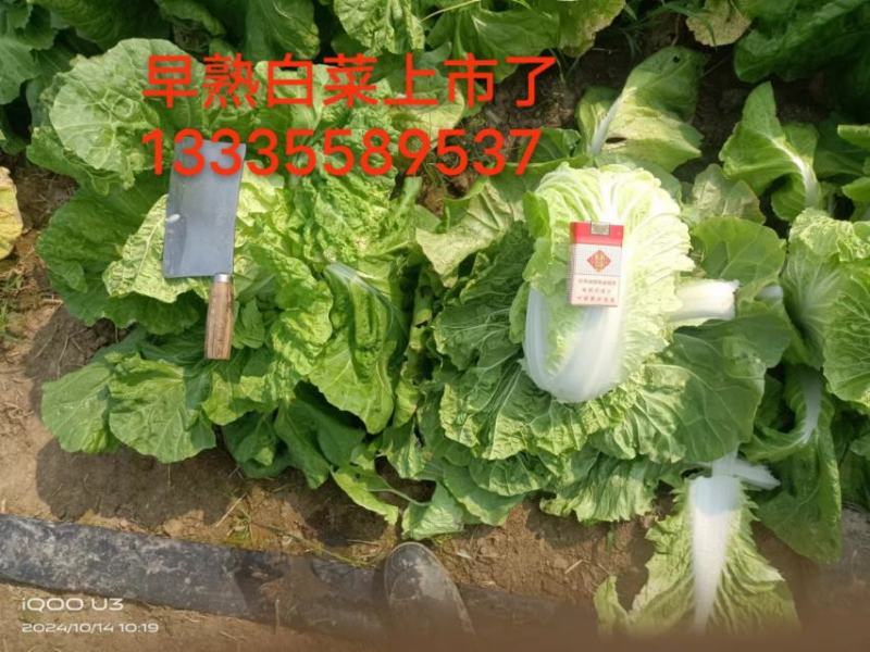 二十亩白菜