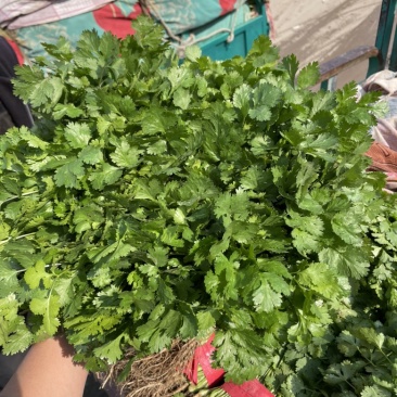 精品香菜25公分产地直采质量有保证有售后放心采购