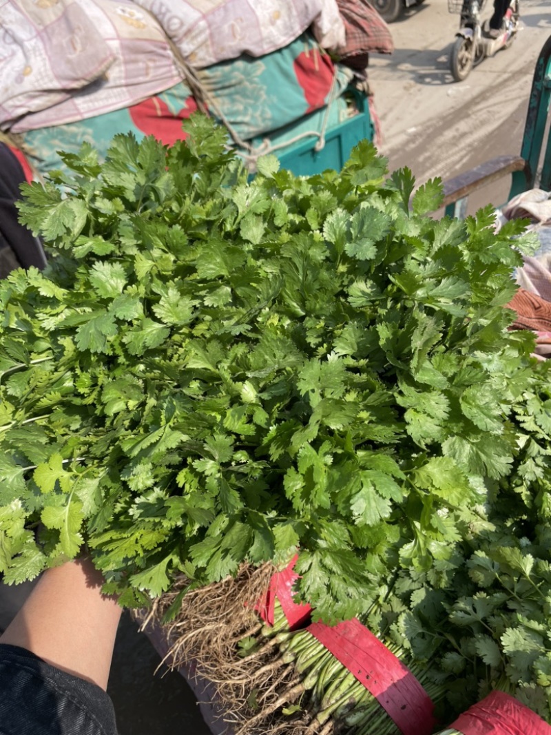 精品香菜25公分产地直采质量有保证有售后放心采购