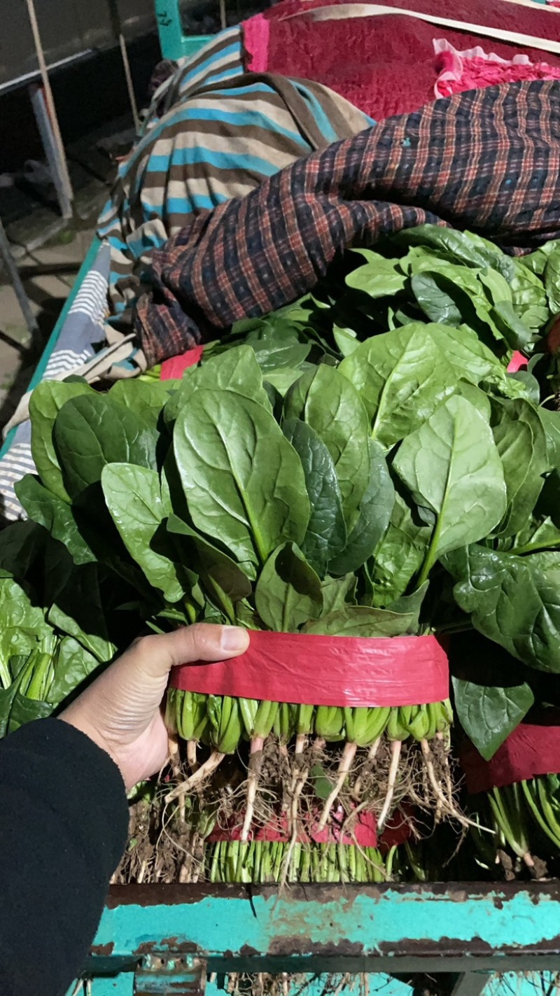 精品菠菜产地直采质量保证有售后