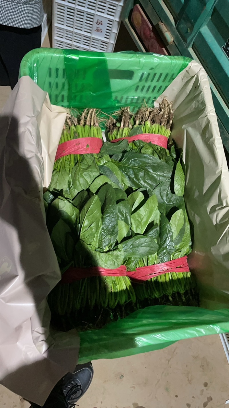 精品菠菜产地直采质量保证有售后
