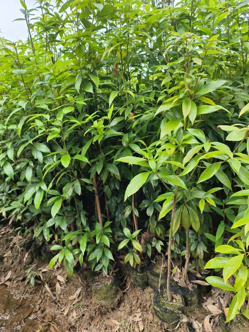 楠木苗，楠木杯苗，楠木小苗