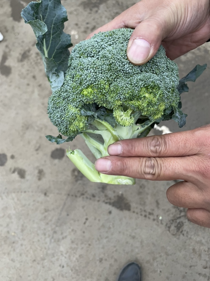 精品西兰花净菜三指傍，产地直采质量保证有售后