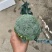 精品西兰花净菜三指傍，产地直采质量保证有售后