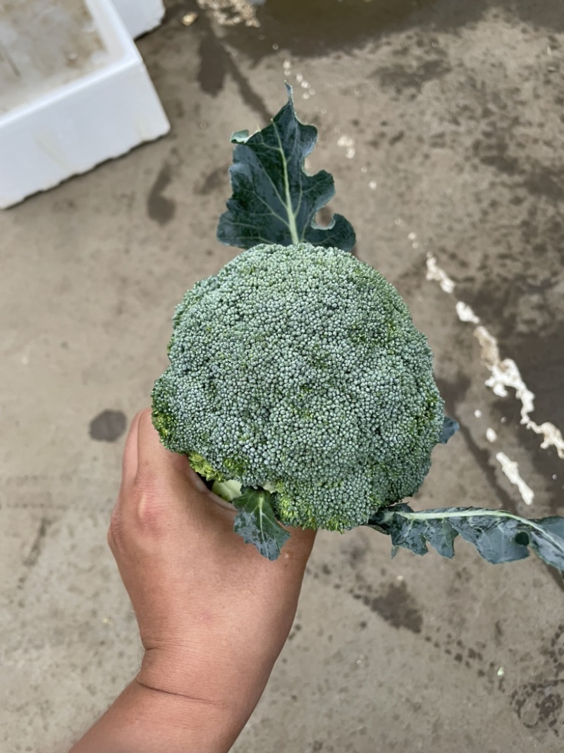 精品西兰花净菜三指傍，产地直采质量保证有售后