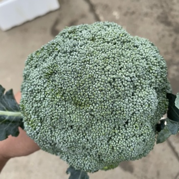 精品西兰花净菜三指傍，产地直采质量保证有售后