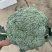 精品西兰花净菜三指傍，产地直采质量保证有售后