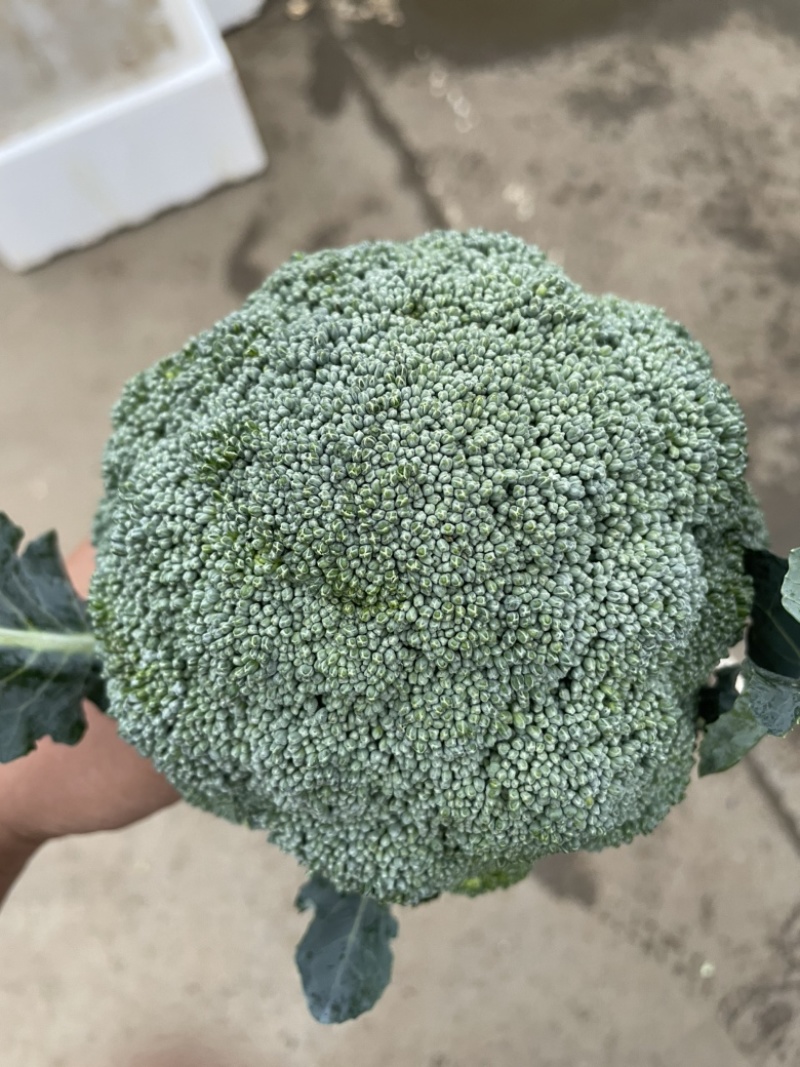 精品西兰花净菜三指傍，产地直采质量保证有售后