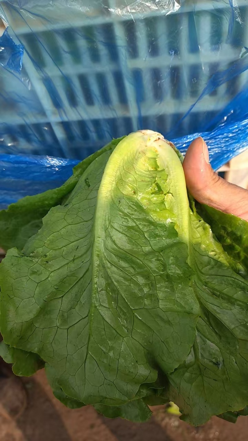 意大利生菜，罗马生菜产地直采，质量有保证有售后