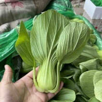 精品上海青，产地直采质量有保证海量资源