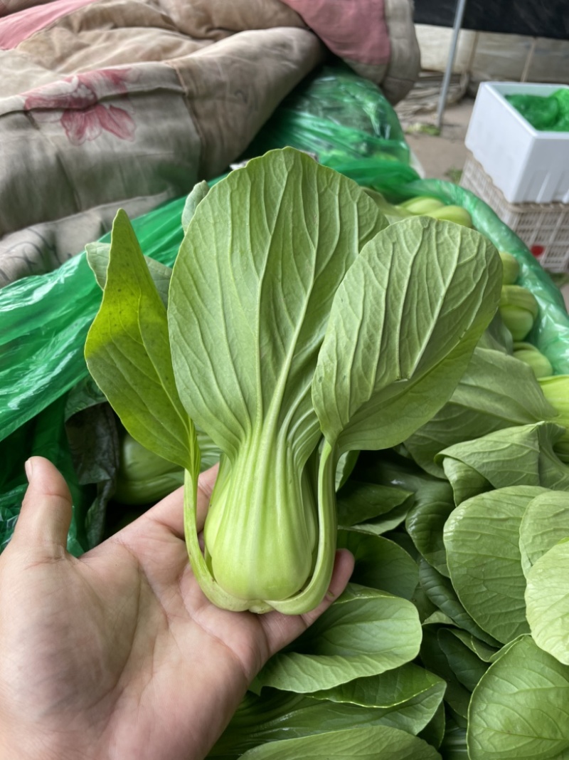 精品上海青，产地直采质量有保证海量资源