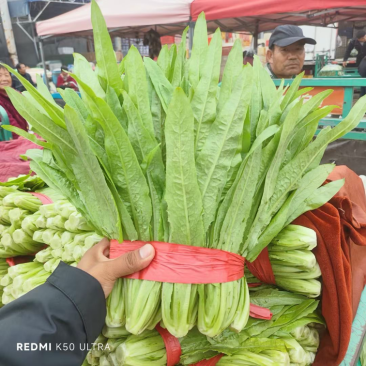 精品油麦菜，产地直接直接有保证有售后