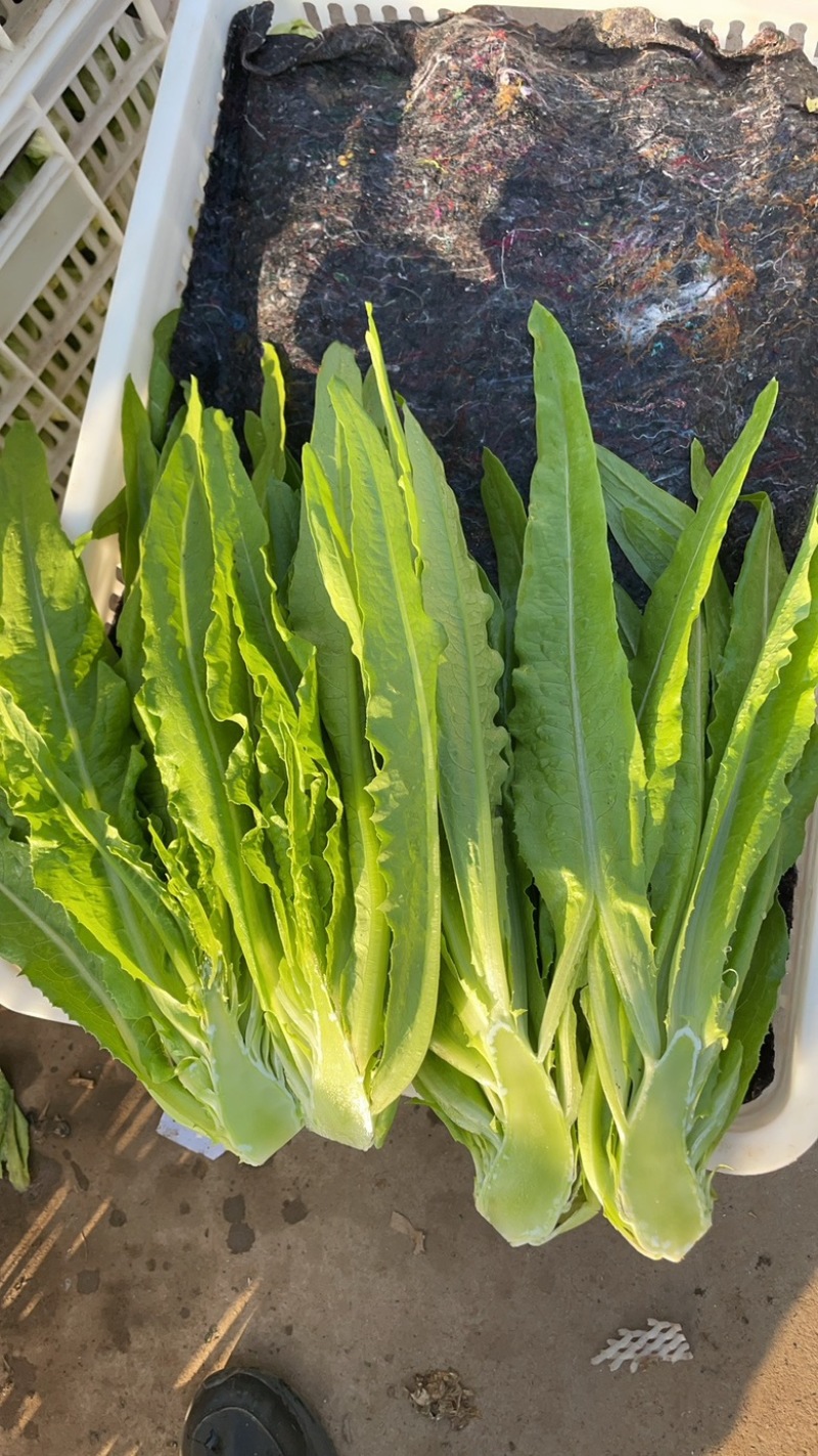 精品油麦菜，产地直接直接有保证有售后