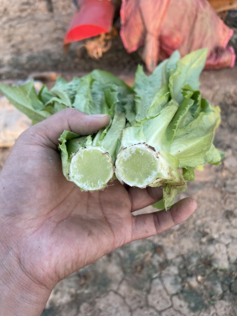 精品油麦菜，产地直接直接有保证有售后