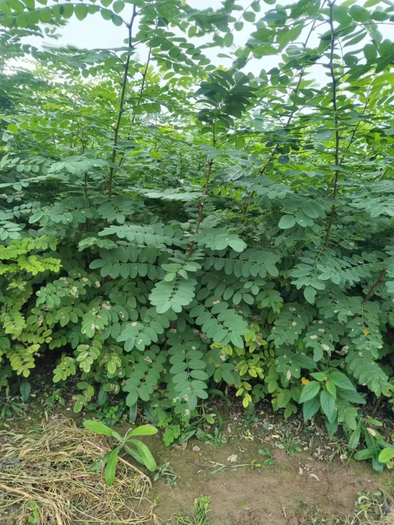 刺槐