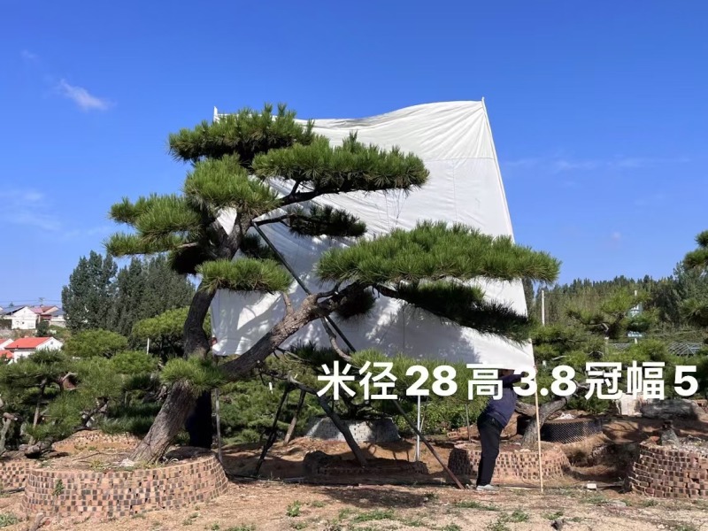 庭院斜飘过门松，山东莱芜造型松一棵也是批发价