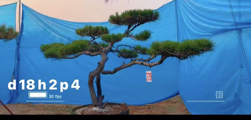 庭院斜飘过门松，山东莱芜造型松一棵也是批发价