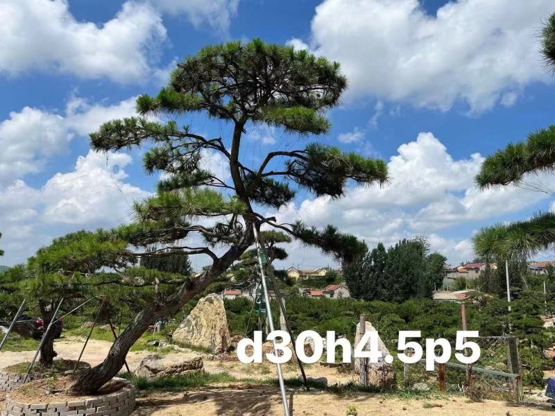 庭院斜飘过门松，山东莱芜造型松一棵也是批发价