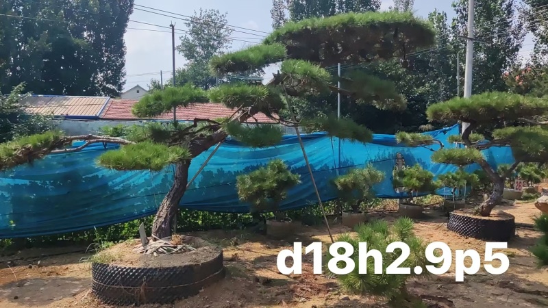 庭院斜飘过门松，山东莱芜造型松一棵也是批发价