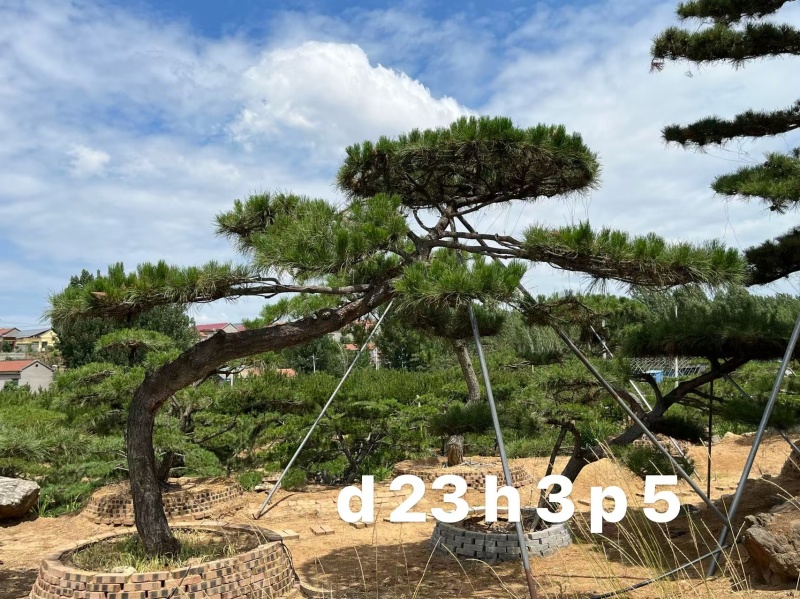 庭院斜飘过门松，山东莱芜造型松一棵也是批发价